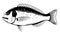 Gilt-Head Bream Fish Black and White