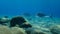 Gilt-head bream, Sparus aurata, underwater in Aegean Sea, Greece.