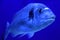 Gilt-head sea bream underwater
