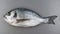 Gilthead seabream on grey background