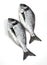 Gilthed Bream,  sparus auratus, Fresh Fish against White Background