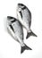 Gilthed Bream, sparus auratus, Fresh Fish against White Background