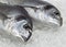 Gilthed Bream,  sparus auratus, Fresh Fish on Ice