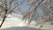 a gimbal reveal shot of mt fuji from behind a large cherry tree at lake kawaguchi