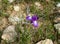 Ginandriris blue-eyed Latin - Gynandriris sisyrinchium blooms in the spring in the desert