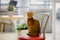 Ginger Abyssinian cat is sitting on chair near the table and looking in camera. Warm toning image. Lifestyle pet concept