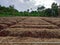 Ginger agriculture forming land