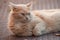 ginger angora cat lying in outdoor looking away in t