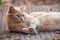 Ginger angora cat lying in outdoor looking away in t