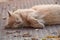 Ginger angora cat lying in outdoor in the street