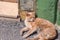 Ginger beach cat basking in the sun, Alanya, Turkey, April 2021