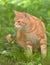 Ginger beautiful domestic cat in the summer