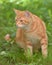 Ginger beautiful domestic cat in the summer