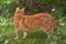 Ginger beautiful domestic cat in the summer