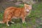 Ginger beautiful domestic cat in the summer