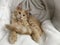 Ginger beige maine coon cat kitten lying on a fluffy texture front view