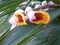 Ginger Blossoms