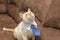 Ginger blue-eyed cat in tie