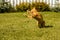 Ginger bouncing cat plays with a caught mouse on a background of green grass