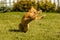 Ginger bouncing cat plays with a caught mouse on a background of green grass