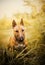 Ginger bull terrier is sitting among the grass on a summer day. Walking with a dog in nature