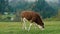 A ginger calf grazes in a meadow in a mountain village. Organic eco farm