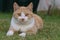 Ginger Cat, also called Tabby Cat, on the lawn.