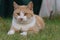 Ginger Cat, also called Tabby Cat, on the lawn.