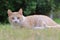 Ginger Cat, also called Tabby Cat, on the lawn.