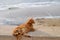 Ginger cat at the beach looking at the sea