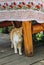ginger cat beggar rubs leg wooden table