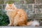 Ginger cat beside a brick wall