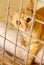 Ginger cat in a cage behind jail inside of animal shelter