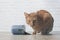 Ginger cat caught while stealing food from a open food dish.