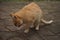 Ginger cat cleans its paw outdoor. Pet lick body on the stone floor in the yard