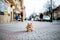 Ginger cat with collar lying alone on the pavement