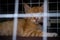 The Ginger cat constrained in the cage