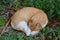 Ginger cat curled up having a nap on a bed of clovers