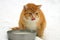 Ginger cat drinking milk