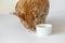 Ginger cat eating chicken