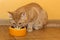 Ginger cat eating dry food