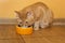 Ginger cat eating dry food