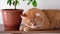 Ginger cat and ficus houseplant. Cat going to sleep, Selective focus on cat\'s muzzle
