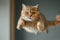Ginger cat in flight at home, portrait of funny jumping pet. Face of flying domestic animal on blurred background. Concept of