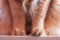 Ginger cat fluffy paws