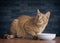 Ginger cat beside a food bowl looking up and waiting for Food..