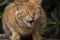 ginger cat funny yawns with closed eyes