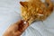 Ginger cat getting pill from female hand. Concept of taking medicines or vitamins for animals, veterinary medicine, pet care