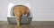 Ginger cat going out of a litter box.