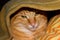 Ginger cat hidden under blanket. Green eyes ginger cat. Puss in boots.